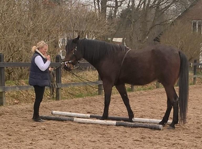 4. april 2016 Træning og Hygge -Longering og grundarbejde fra jorden. - dejlig afslappet hest <3 billede 10