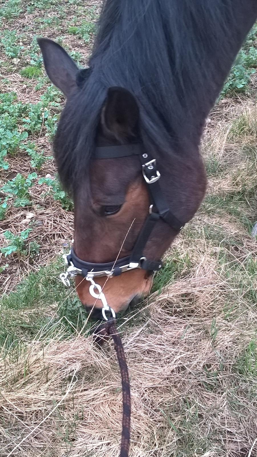 4. april 2016 Træning og Hygge -Longering og grundarbejde fra jorden. - Hygge Hest <3 er ud af gå tur ;O) og det nyder han billede 22
