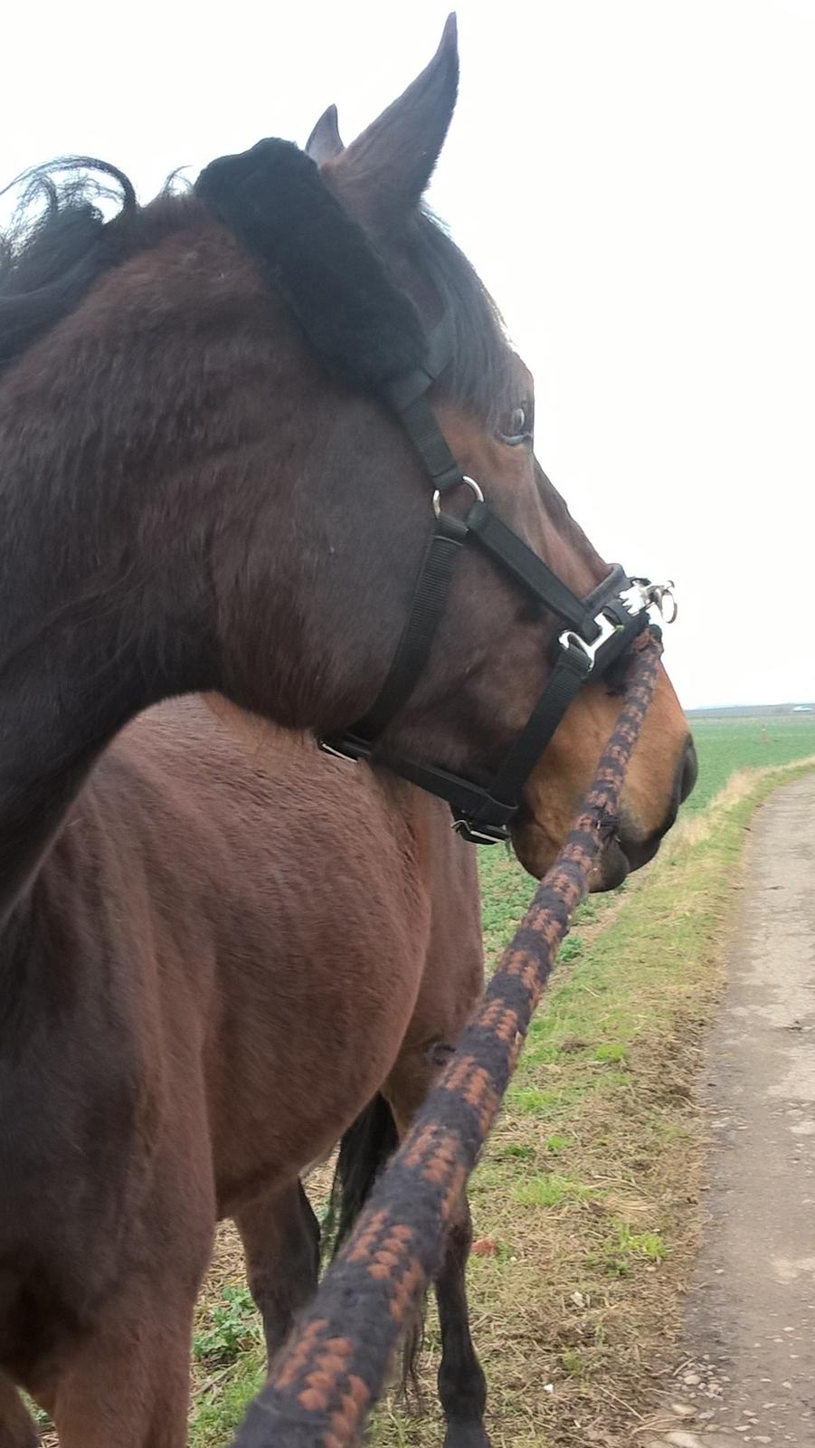 4. april 2016 Træning og Hygge -Longering og grundarbejde fra jorden. billede 24