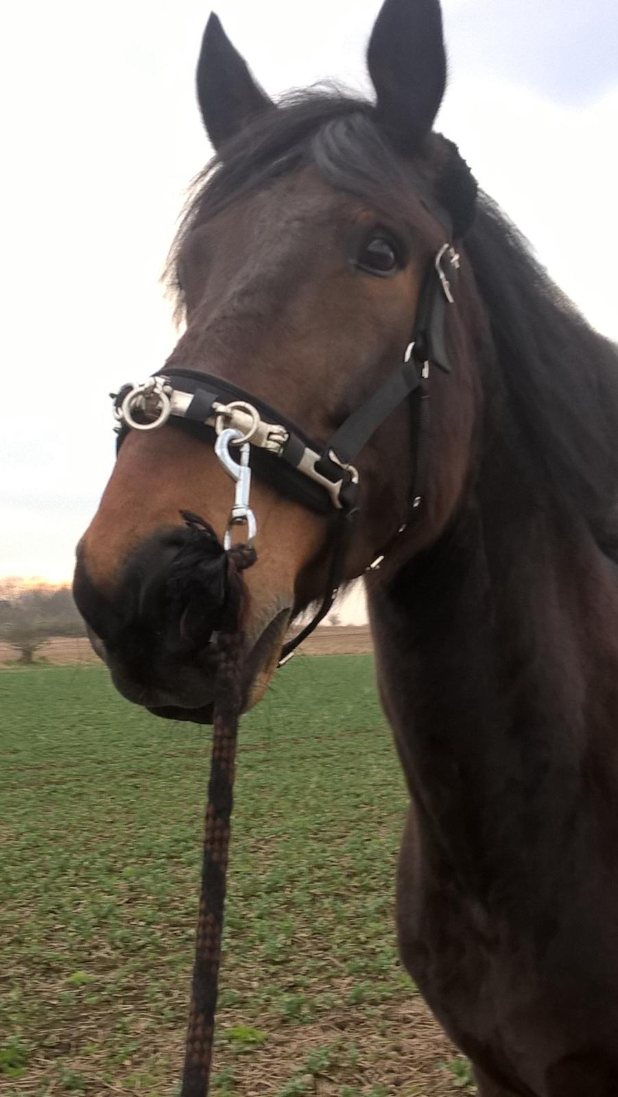 4. april 2016 Træning og Hygge -Longering og grundarbejde fra jorden. billede 25