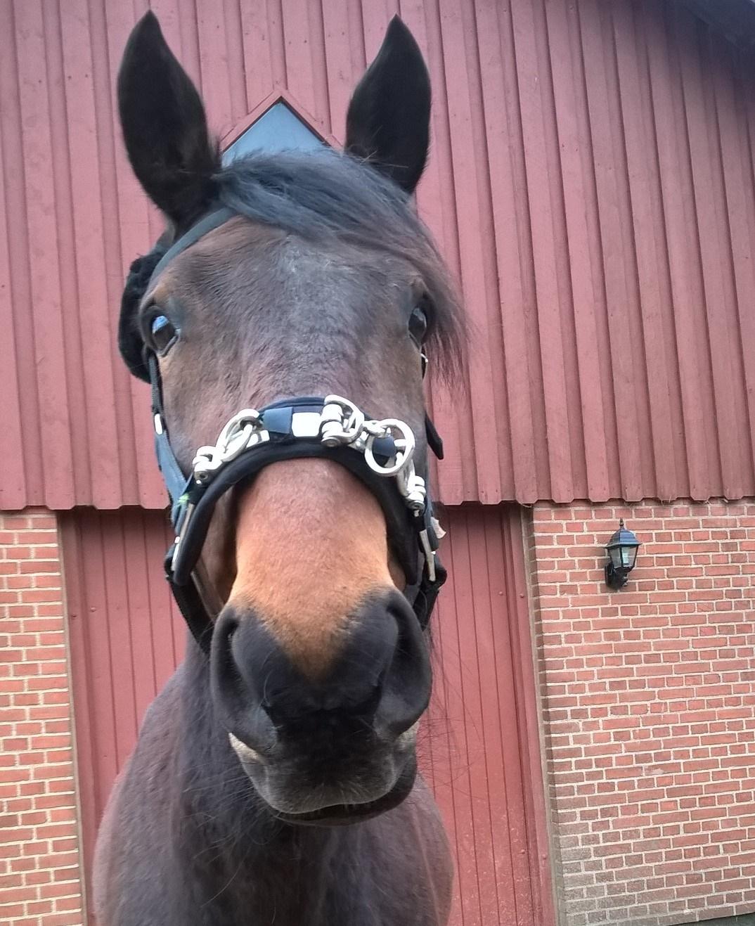 4. april 2016 Træning og Hygge -Longering og grundarbejde fra jorden. - Hygge Hest <3 ;O) Mors søde lille dreng ;O) billede 26