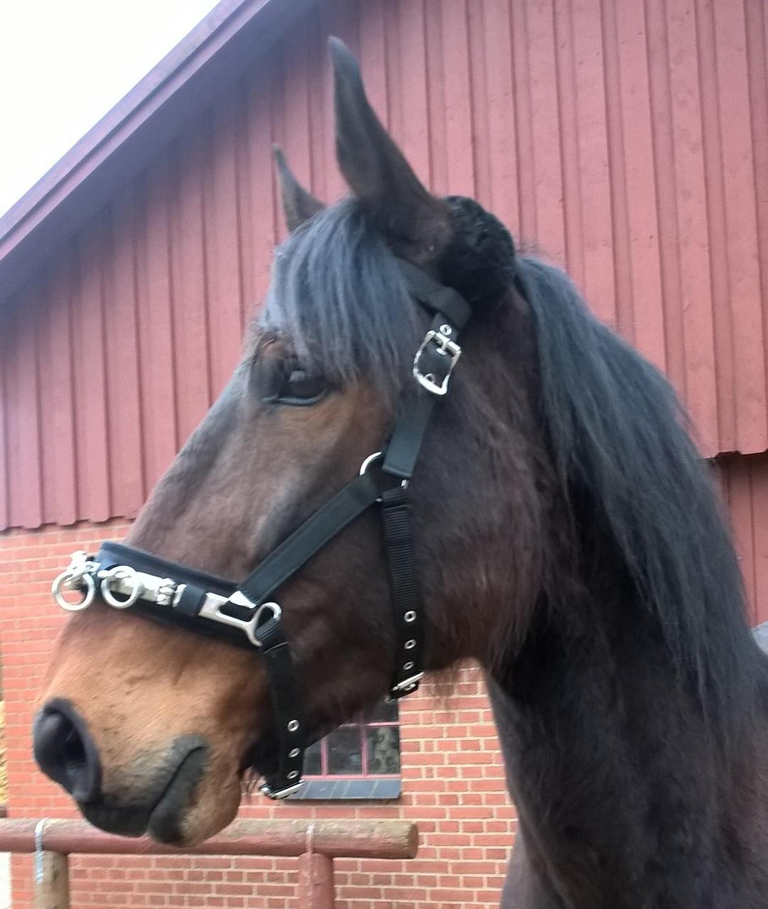 4. april 2016 Træning og Hygge -Longering og grundarbejde fra jorden. - Hygge Hest <3 ;O) billede 27