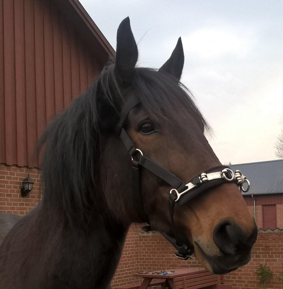 4. april 2016 Træning og Hygge -Longering og grundarbejde fra jorden. - Hygge Hest <3 ;O) min lille fotomodel  billede 28