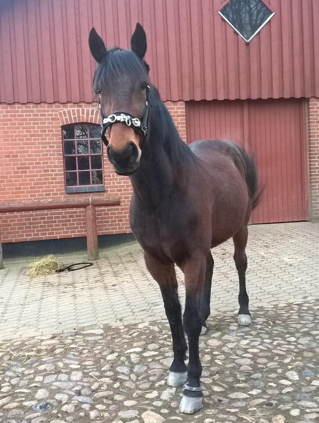 4. april 2016 Træning og Hygge -Longering og grundarbejde fra jorden. - Hygge Hest <3 ;O) slår glad med halen <3 billede 29