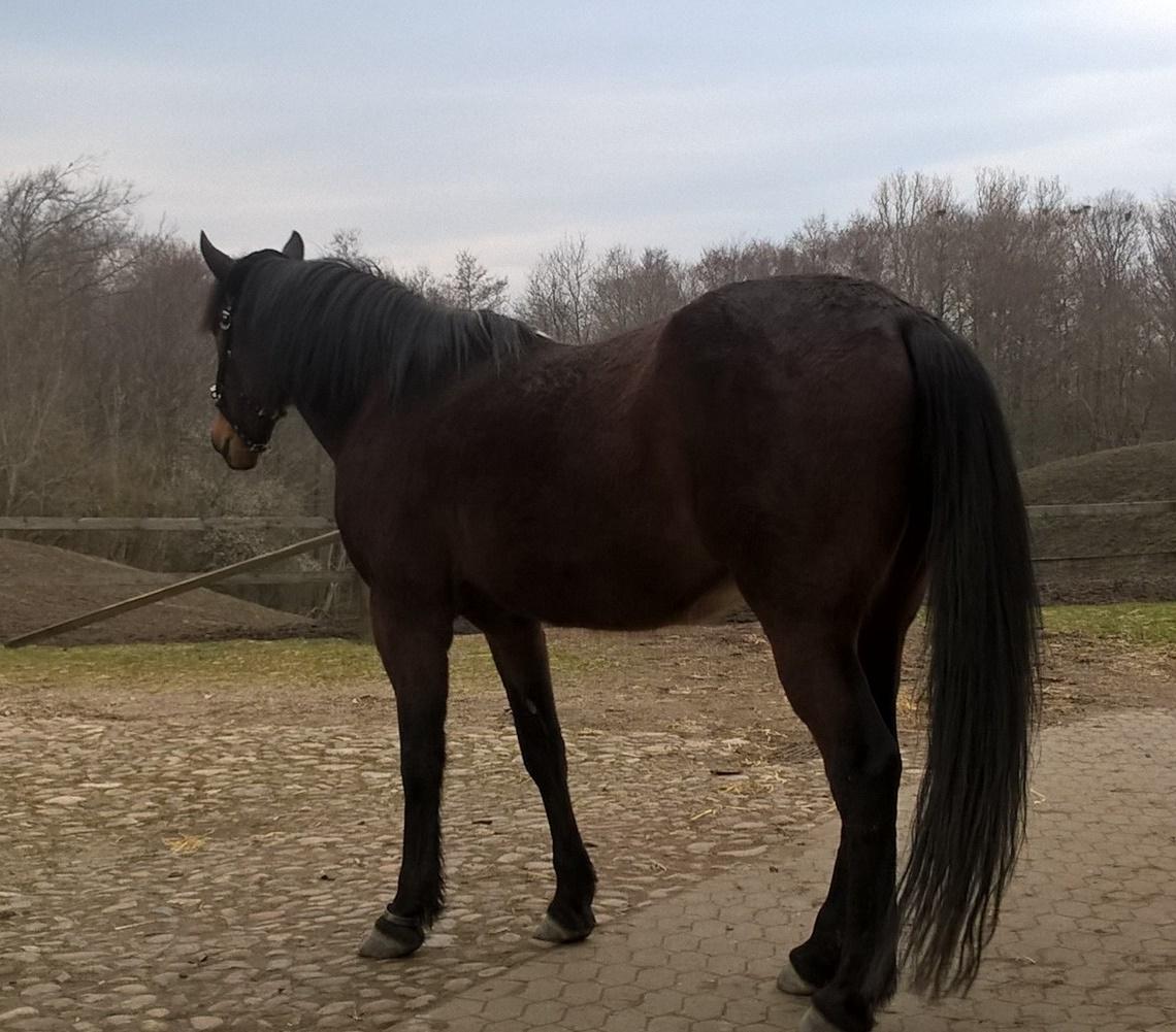 4. april 2016 Træning og Hygge -Longering og grundarbejde fra jorden. - Står lig og nyder udsigten <3 efter nogle hyggelige timer <3 billede 30