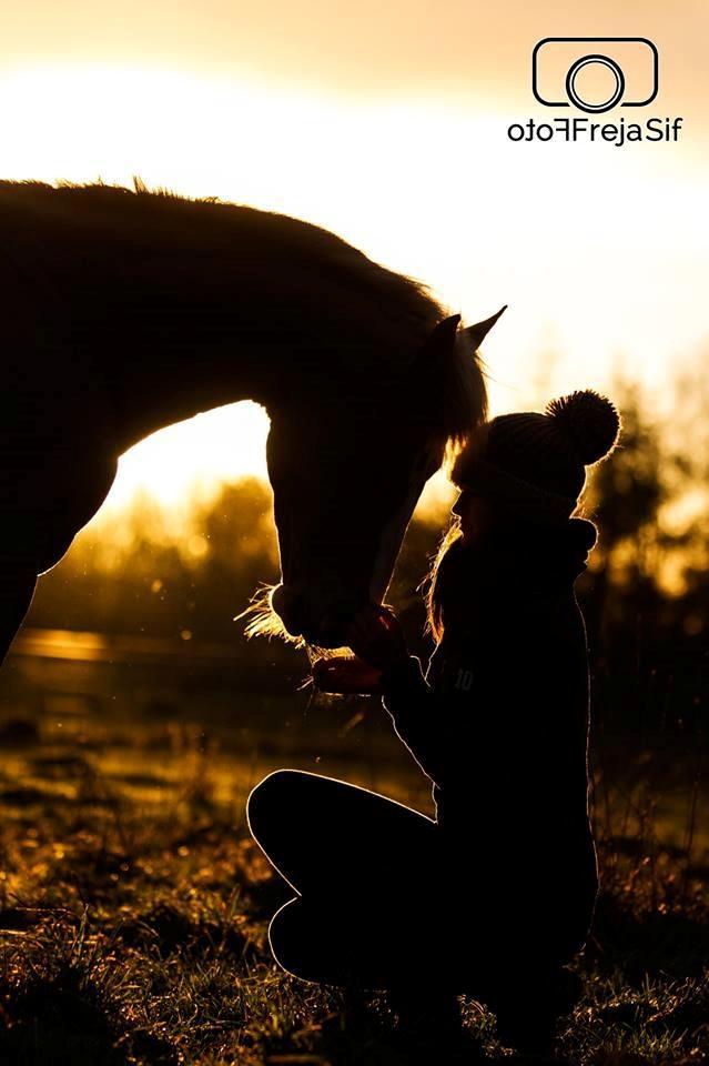 Inspiration til billeder diverse hest fotos fra ~ le coeur ~ Inspiration til billeder