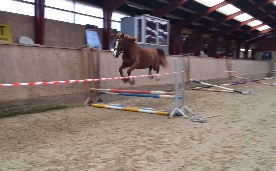 Avador på Ågerupgård Sportsrideklub (AAGS) billede 20