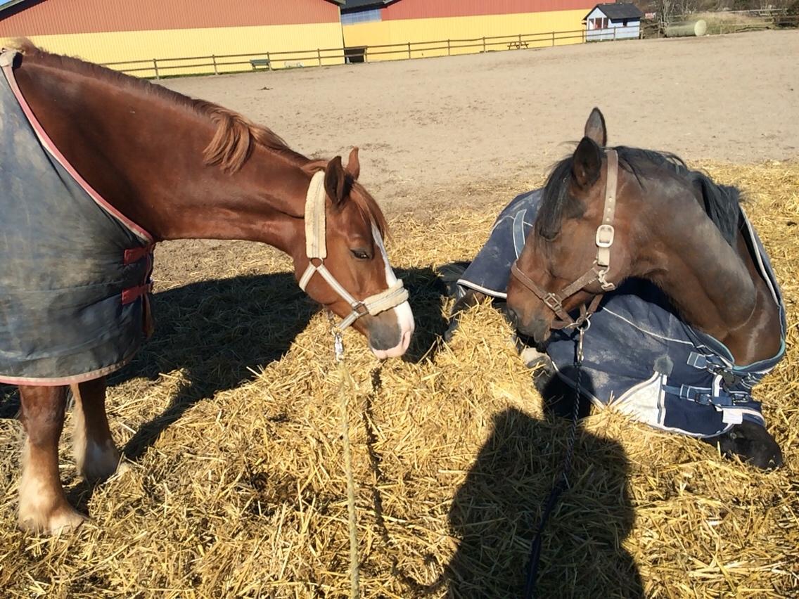 Avador på Ågerupgård Sportsrideklub (AAGS) billede 21