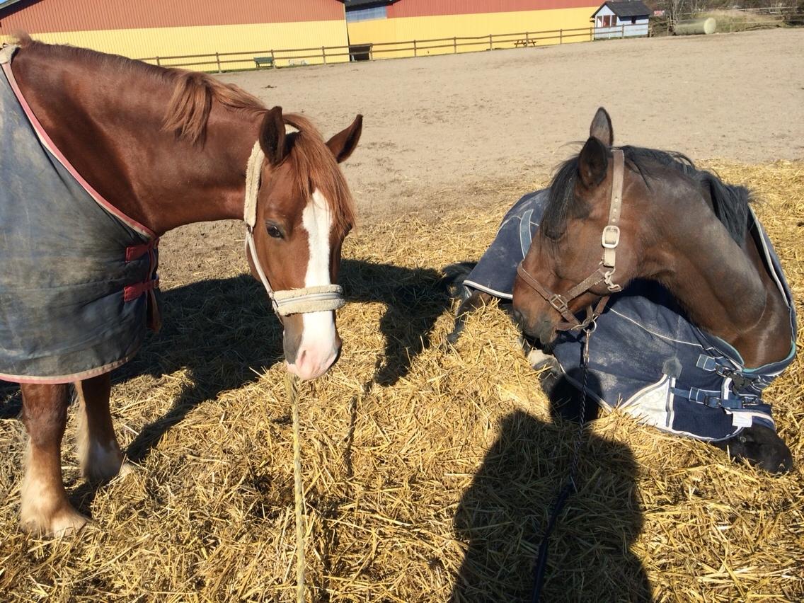 Avador på Ågerupgård Sportsrideklub (AAGS) billede 22