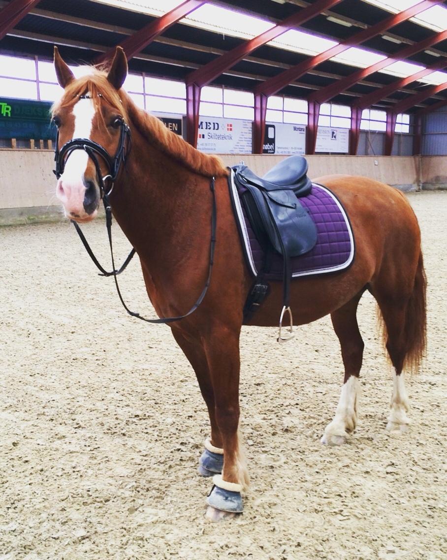 Avador på Ågerupgård Sportsrideklub (AAGS) billede 23