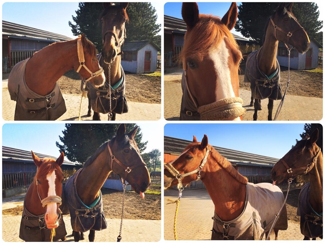 Avador på Ågerupgård Sportsrideklub (AAGS) billede 24