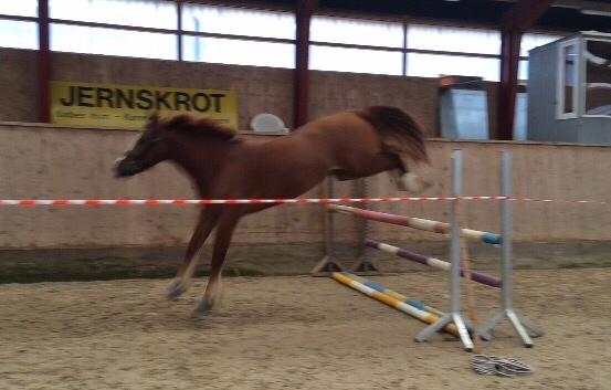 Avador på Ågerupgård Sportsrideklub (AAGS) billede 25