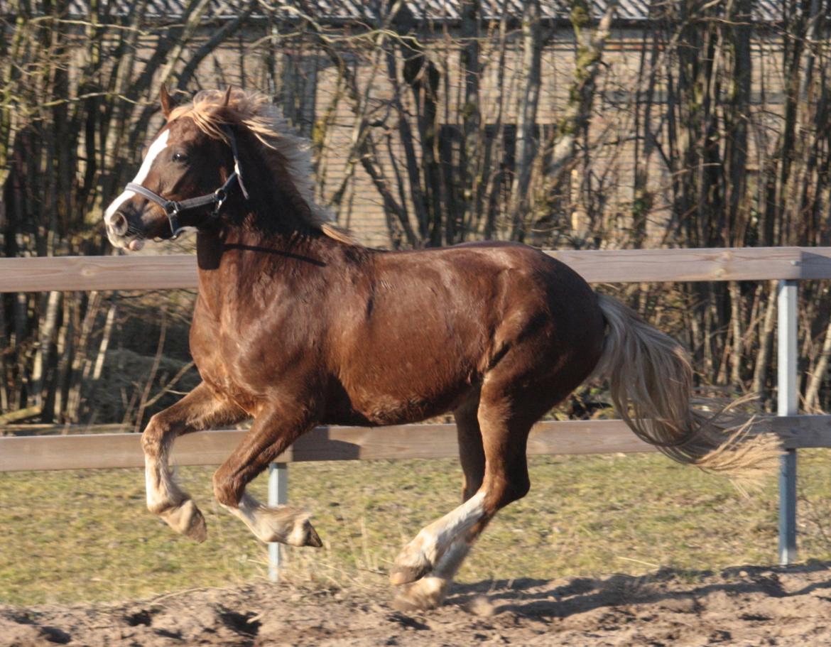 Mojo med grim vinterpels  billede 1