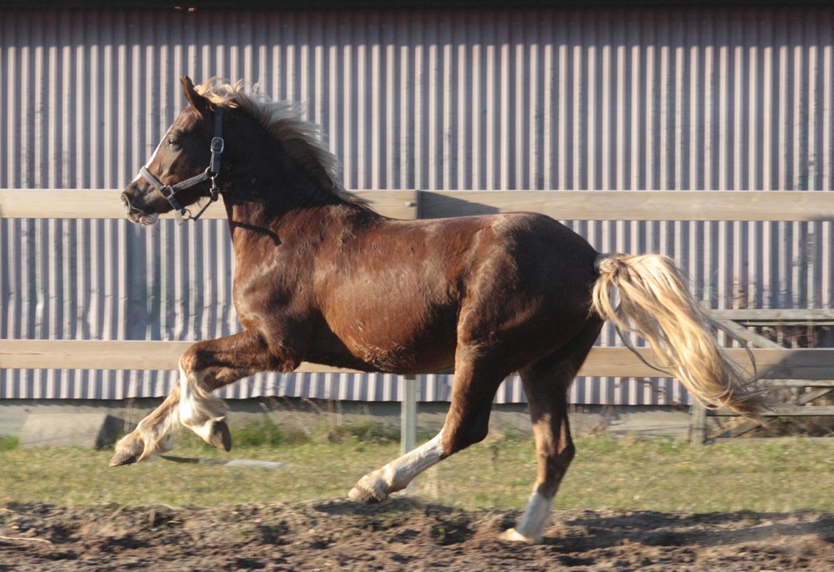 Mojo med grim vinterpels  billede 2
