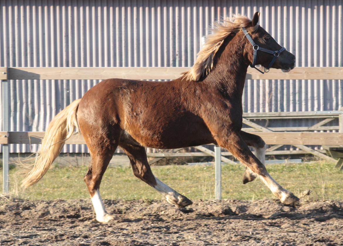Mojo med grim vinterpels  billede 3