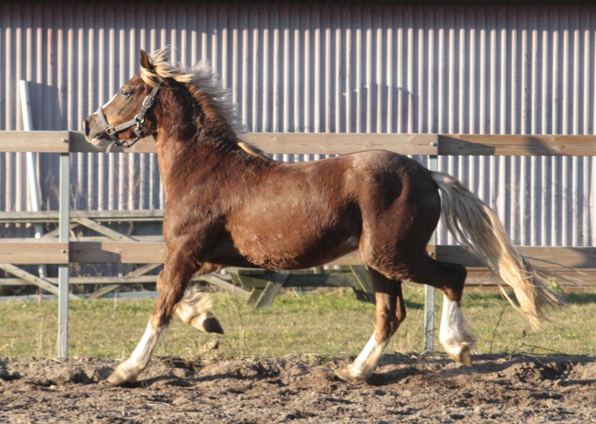 Mojo med grim vinterpels  billede 4