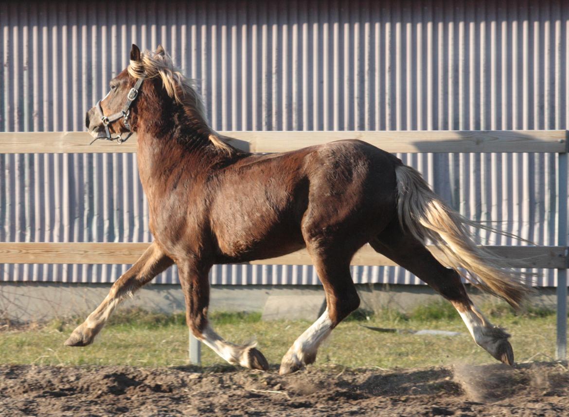 Mojo med grim vinterpels  billede 5