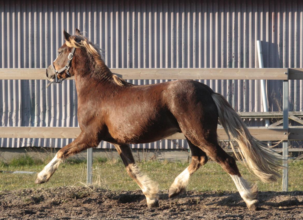 Mojo med grim vinterpels  billede 6