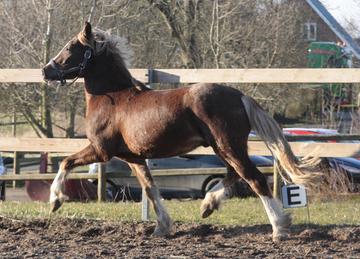 Mojo med grim vinterpels  billede 8