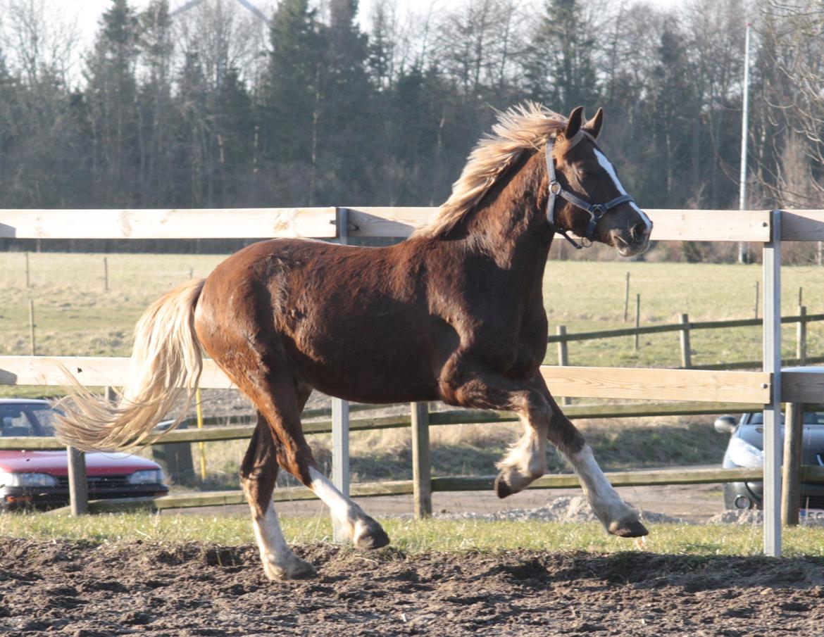 Mojo med grim vinterpels  billede 9
