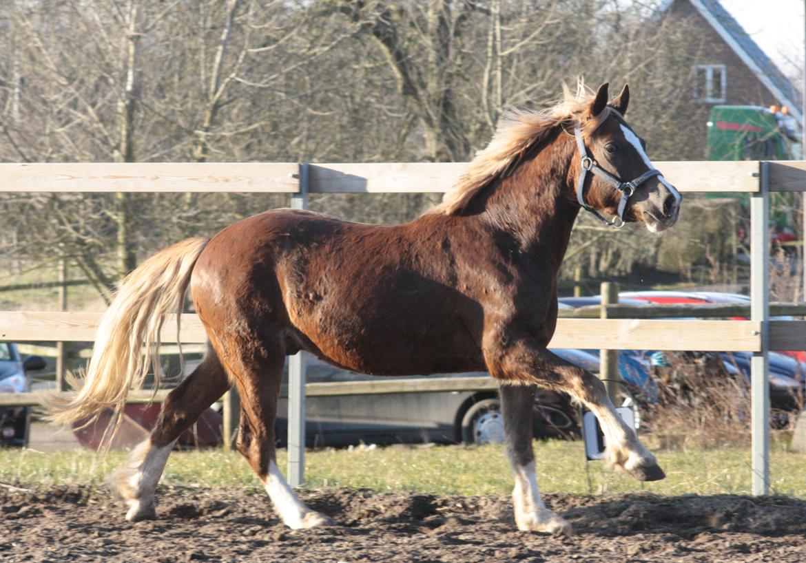 Mojo med grim vinterpels  billede 10