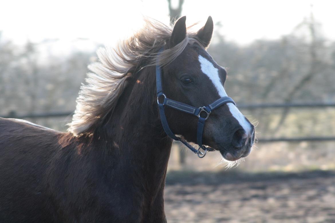 Mojo med grim vinterpels  billede 7
