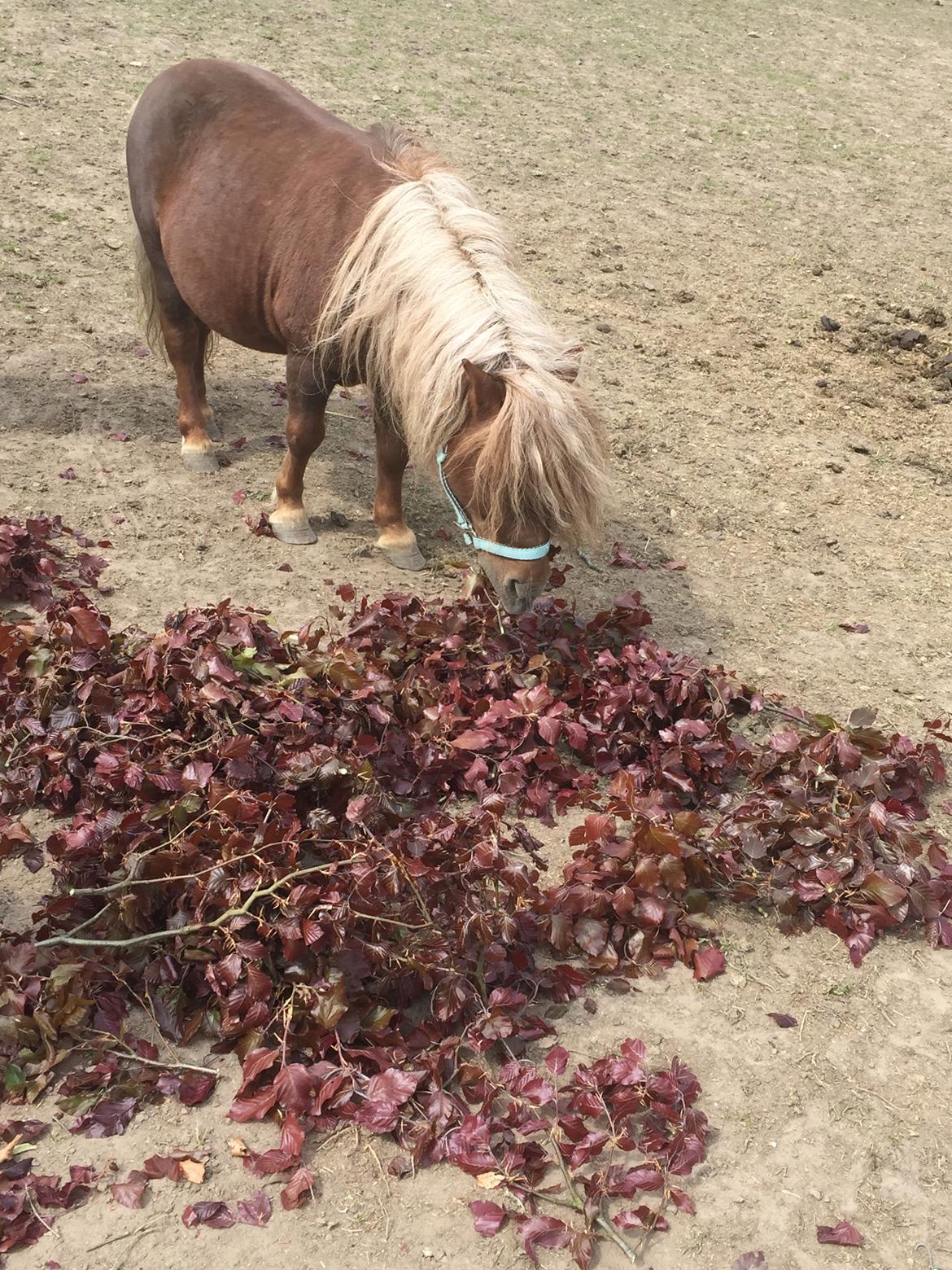 Så er der serveret blodbøg blade billede 2