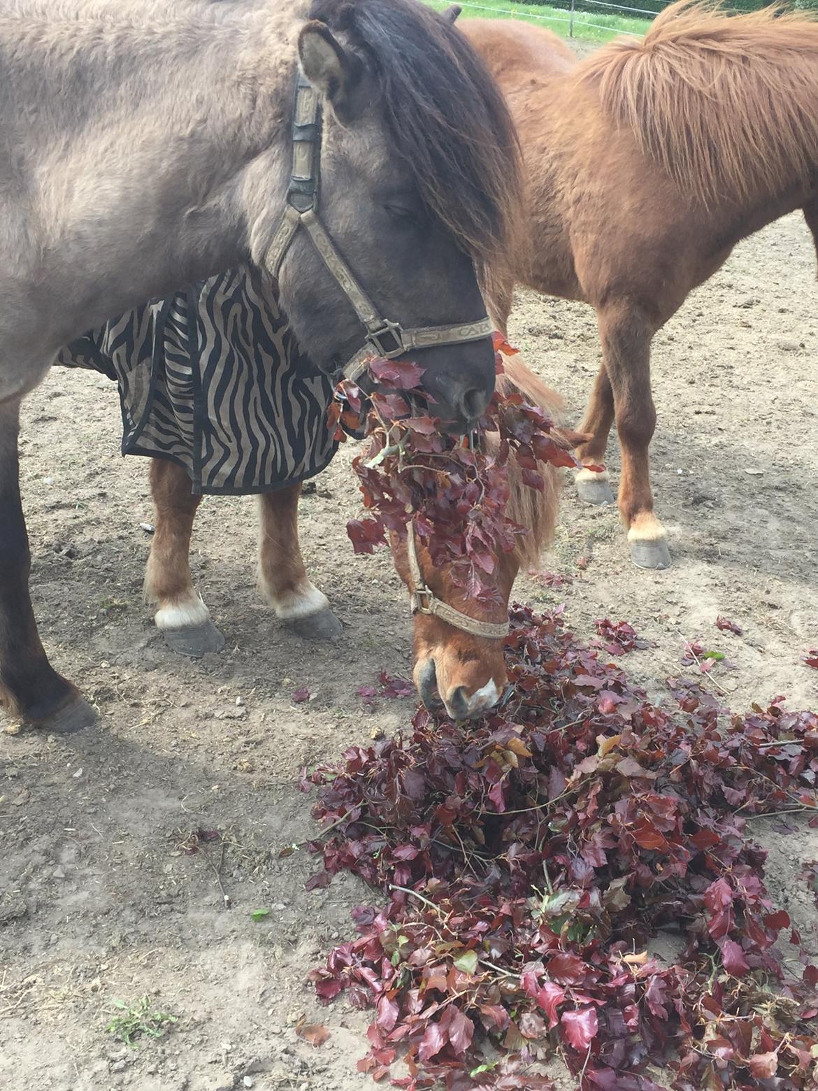 Så er der serveret blodbøg blade billede 3