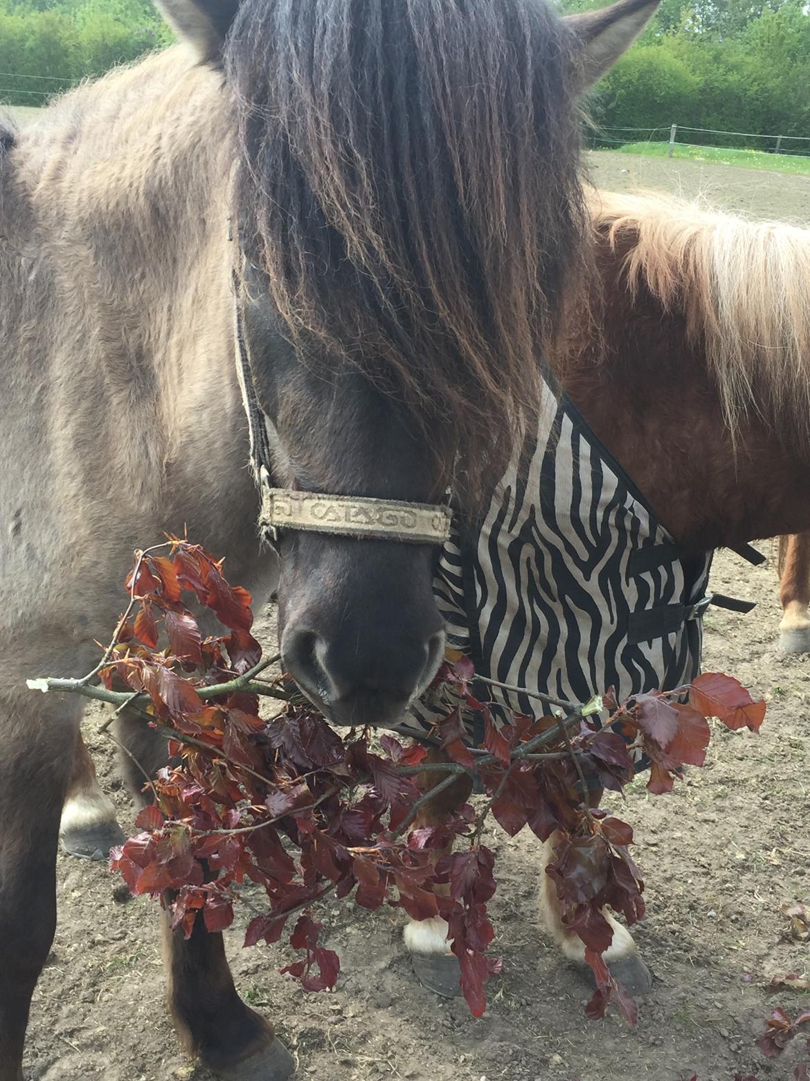 Så er der serveret blodbøg blade billede 4