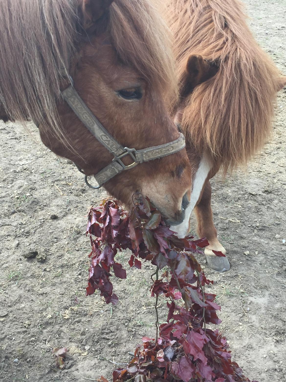 Så er der serveret blodbøg blade billede 5