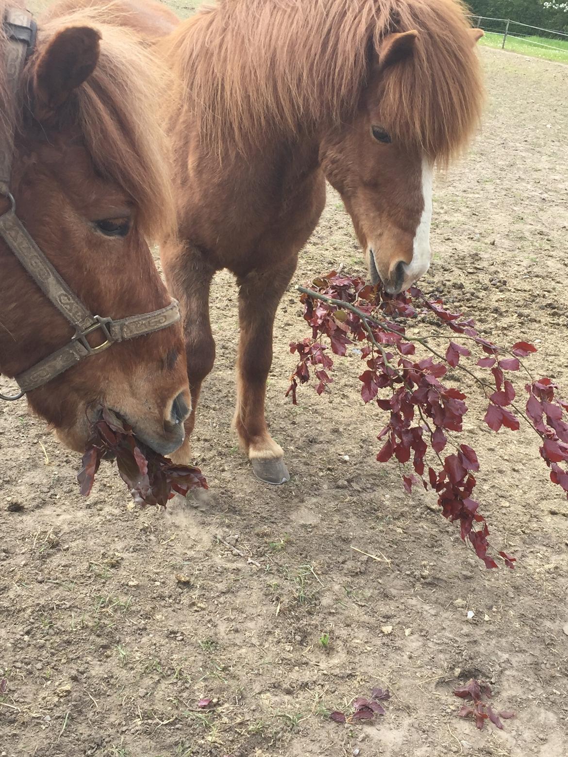 Så er der serveret blodbøg blade billede 6
