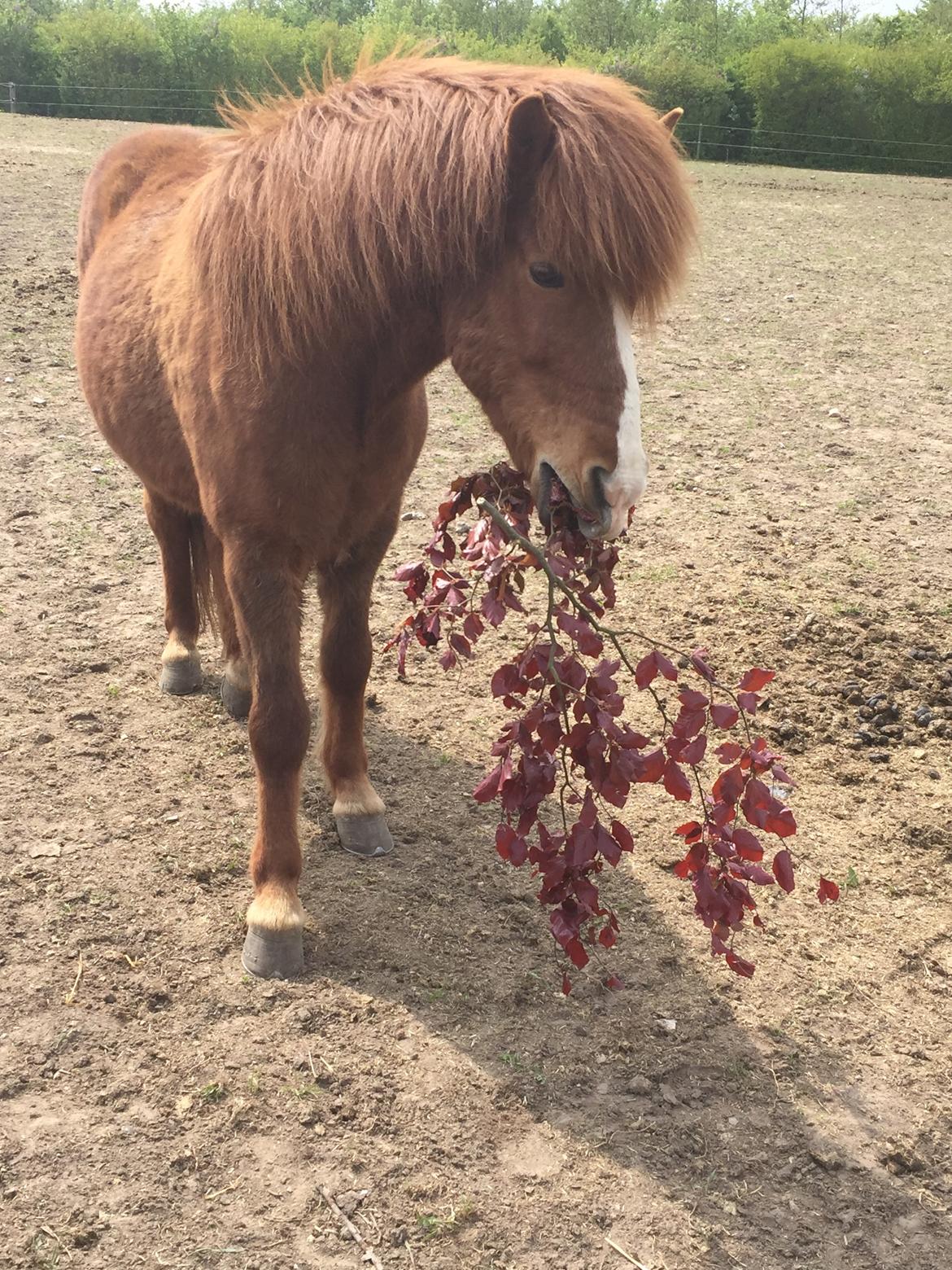 Så er der serveret blodbøg blade billede 7