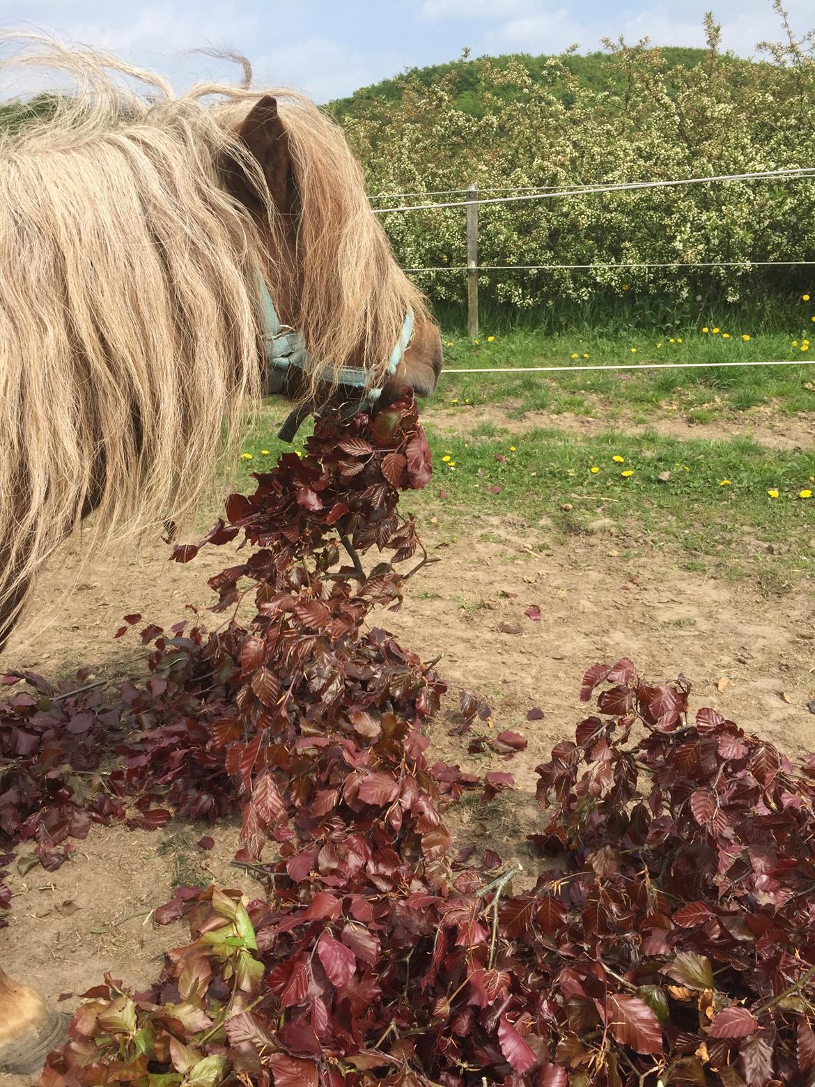 Så er der serveret blodbøg blade - Hvor meget mad kan jeg have med? Ikke nok!! billede 9