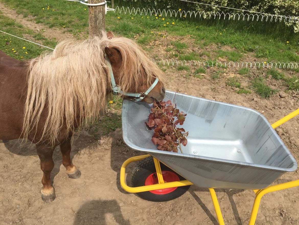 Så er der serveret blodbøg blade - Grenen skal da tilbage op i trildebøren. Skøre lille pony billede 10