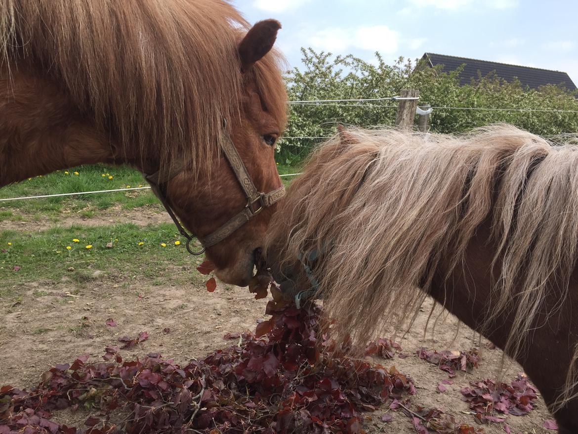 Så er der serveret blodbøg blade - Yndlings Prutterne deler <3 billede 1