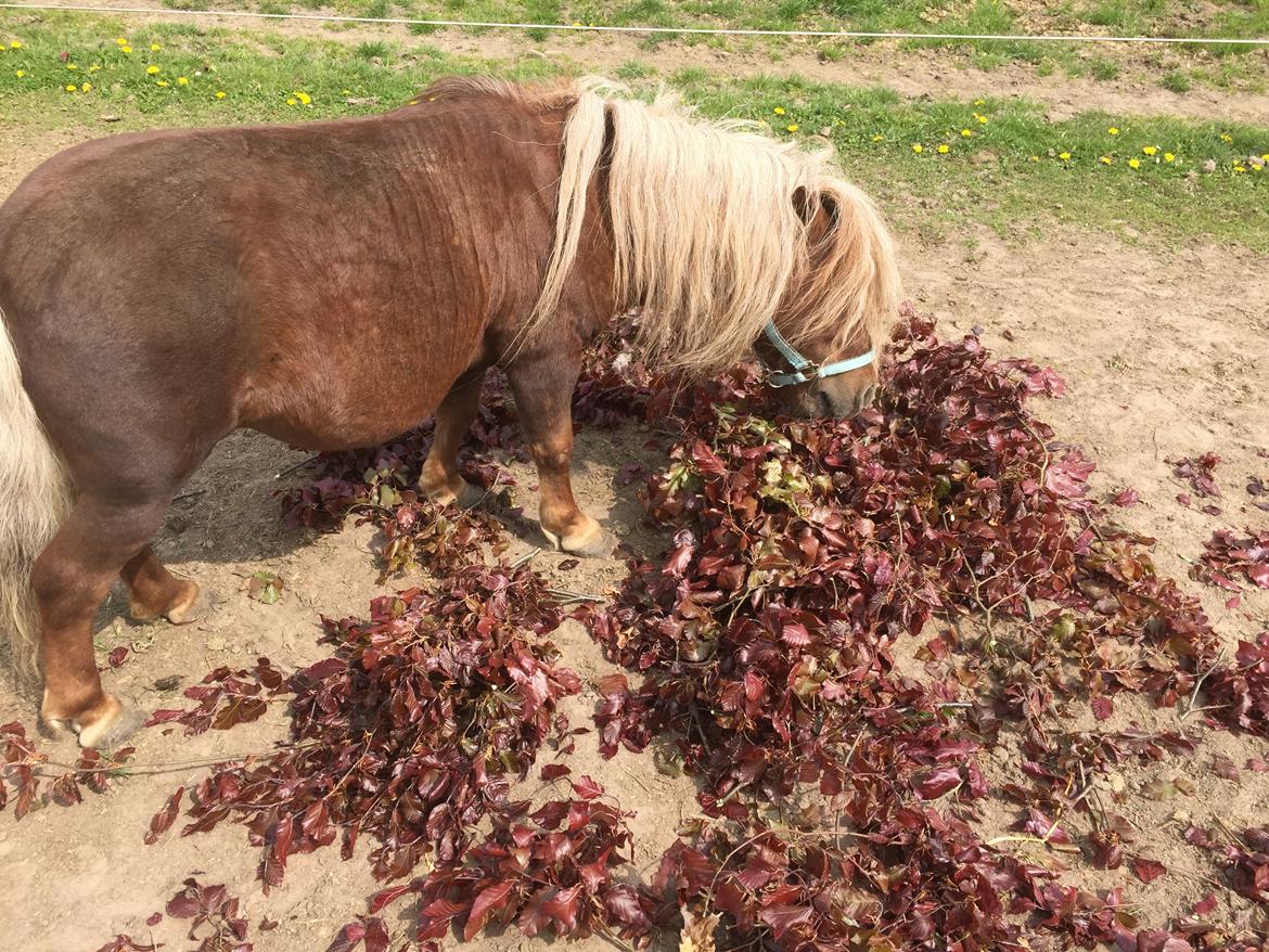 Så er der serveret blodbøg blade billede 8