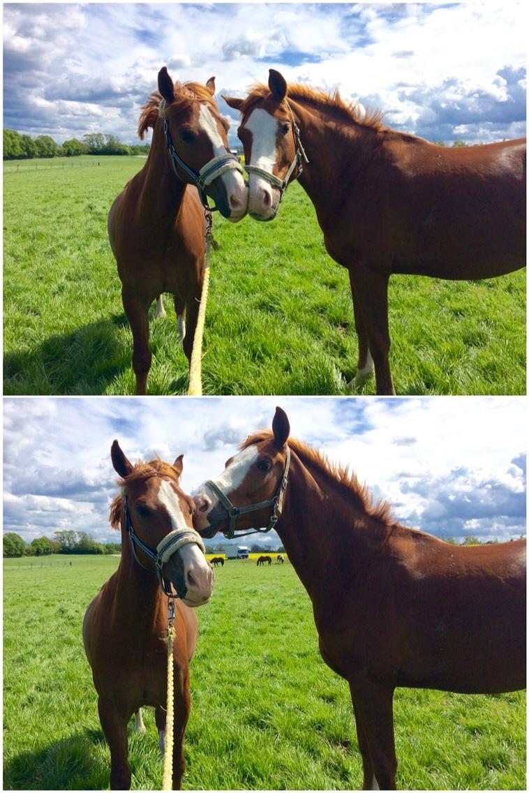 Avador på Ågerupgård Sportsrideklub (AAGS) billede 27