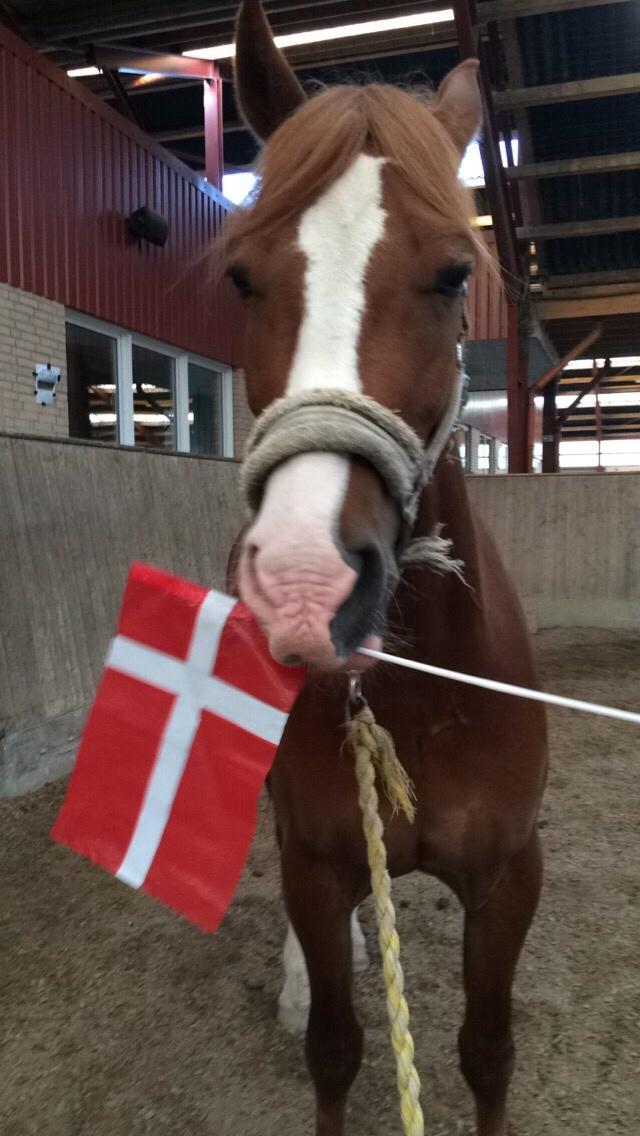 Avador på Ågerupgård Sportsrideklub (AAGS) billede 30
