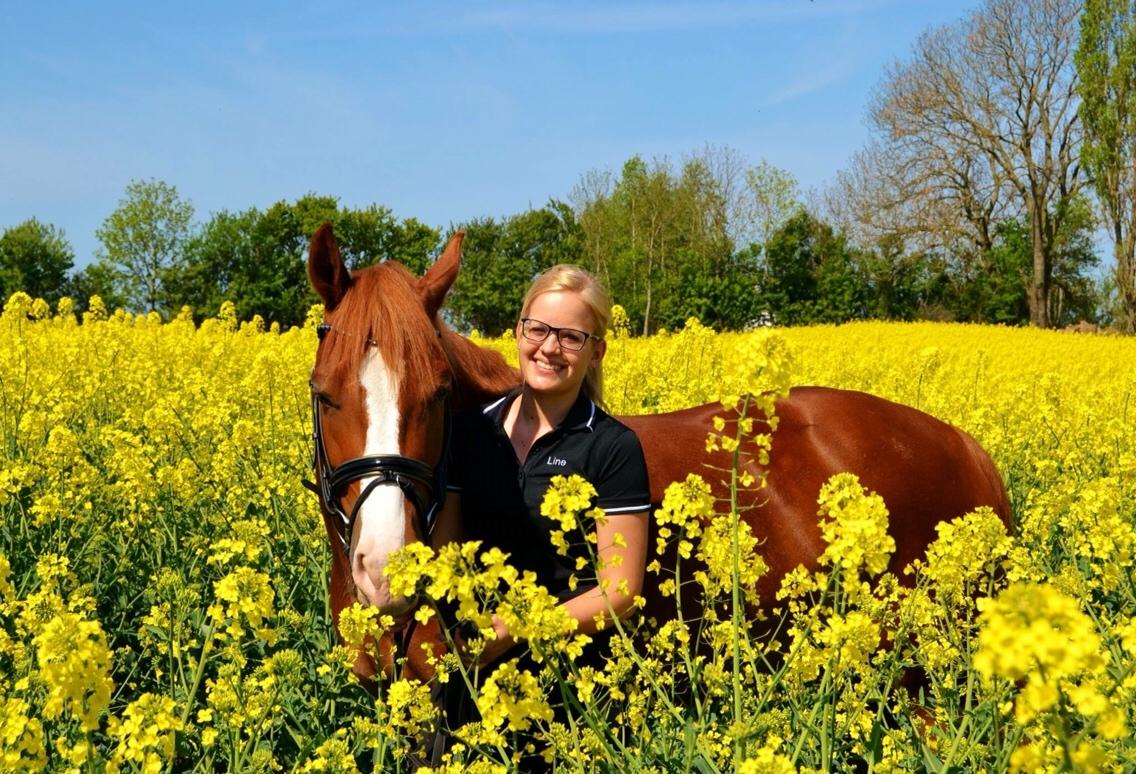 Avador på Ågerupgård Sportsrideklub (AAGS) billede 29