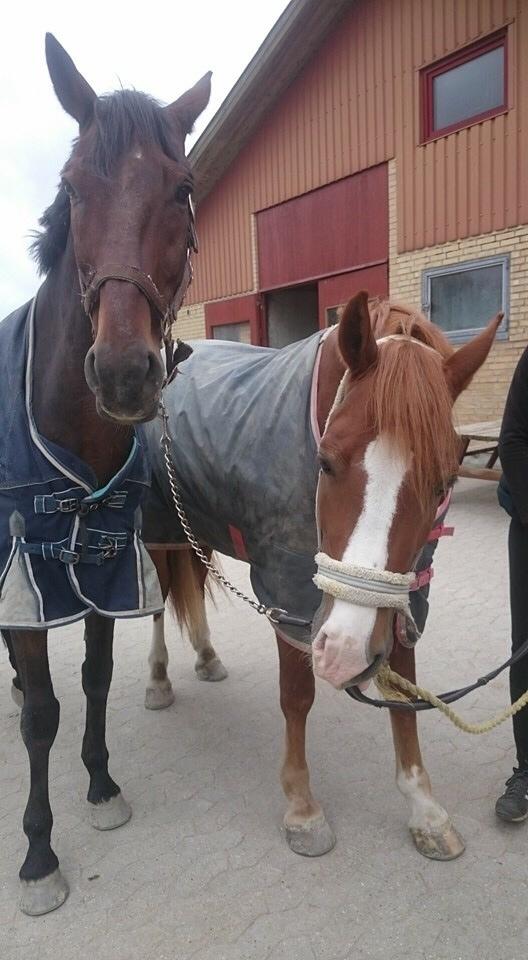 Avador på Ågerupgård Sportsrideklub (AAGS) billede 31