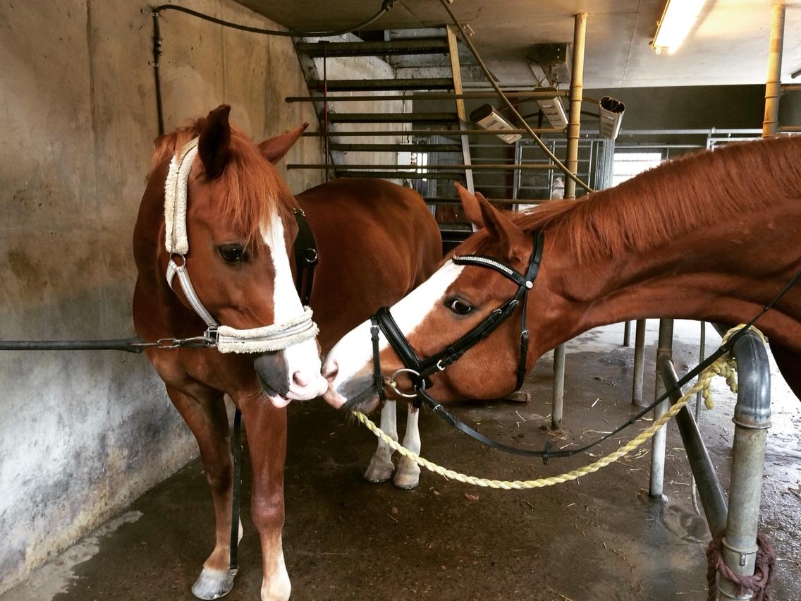 Avador på Ågerupgård Sportsrideklub (AAGS) billede 32