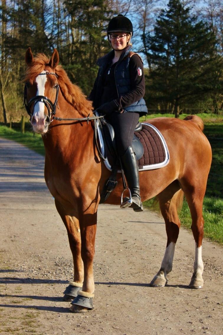 Avador på Ågerupgård Sportsrideklub (AAGS) billede 34