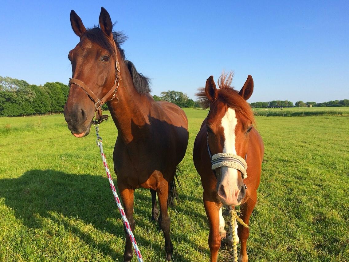 Avador på Ågerupgård Sportsrideklub (AAGS) billede 36