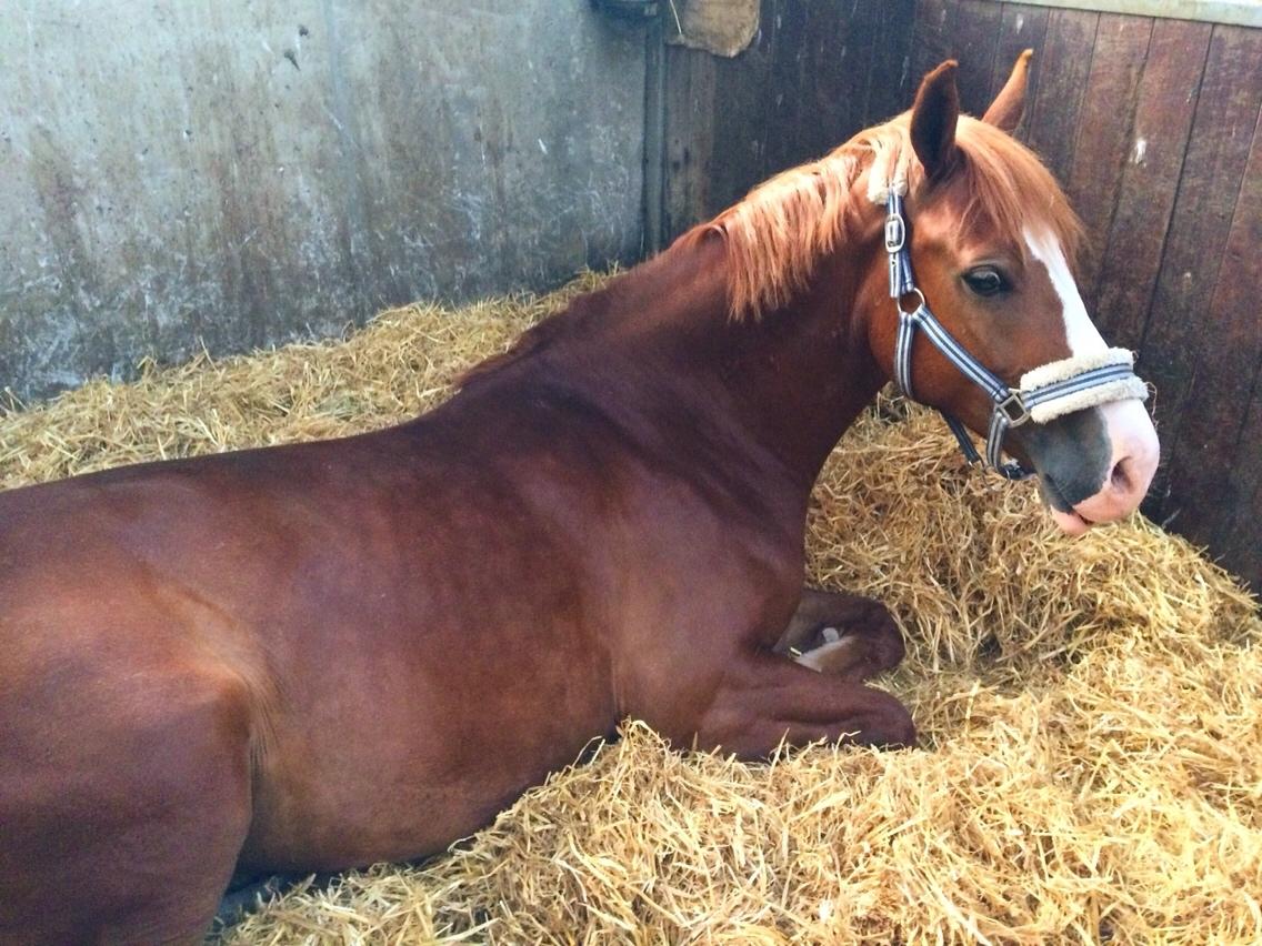 Avador på Ågerupgård Sportsrideklub (AAGS) billede 37