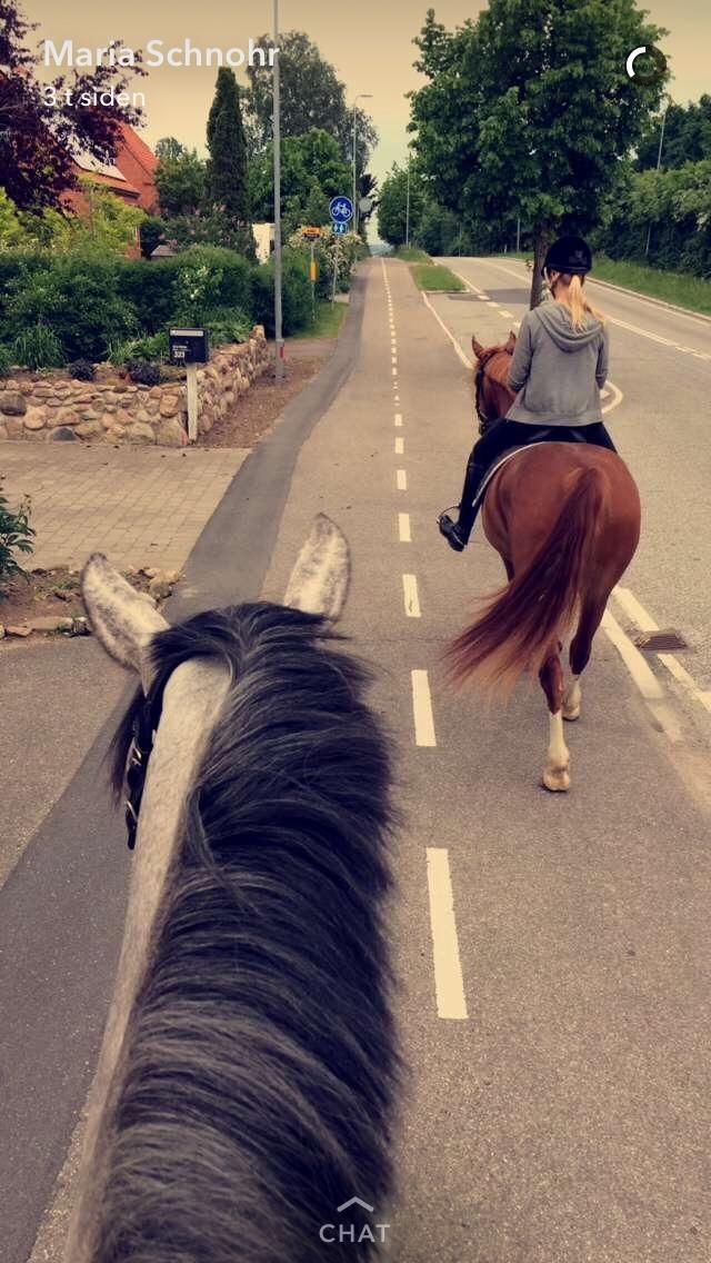 Avador på Ågerupgård Sportsrideklub (AAGS) billede 38