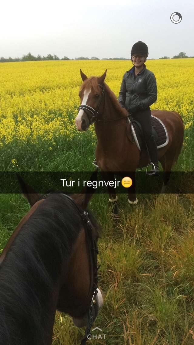 Avador på Ågerupgård Sportsrideklub (AAGS) billede 39