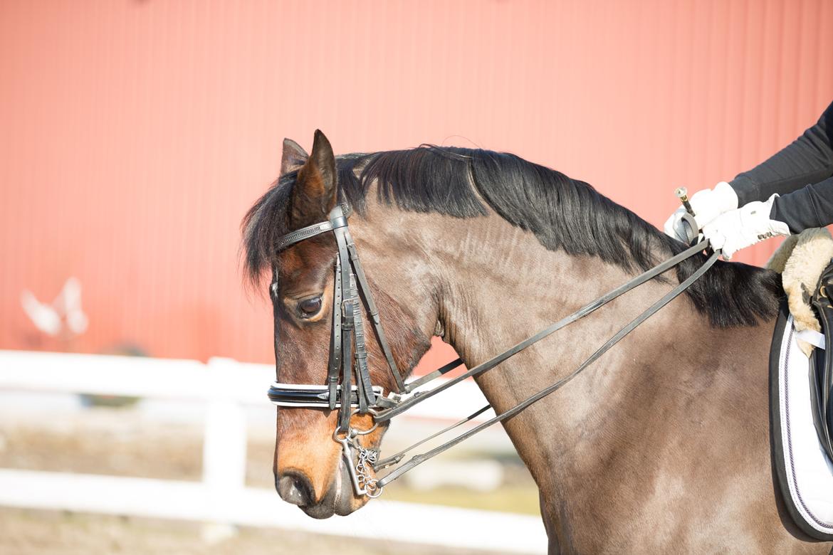 Interview til HesteMagasinet :) billede 4