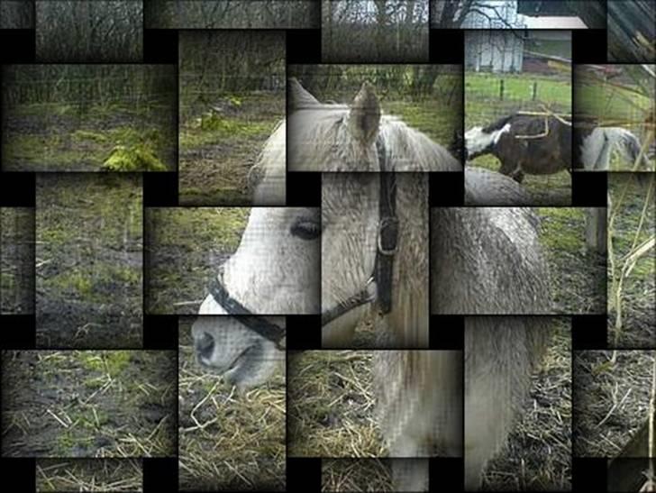 Manipulerede billeder - Lavet for < 3 Elsker mine hyppere <3 Snowii,Luna,Mozie < 3 billede 5