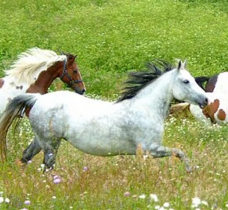 Sarai Familiealbum - Mor - Sunshine
DSP billede 3