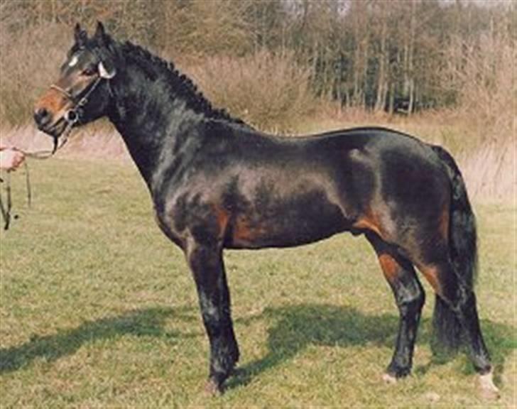 Sarai Familiealbum - Morfar - Enghøjs Farvør
Conn. billede 6